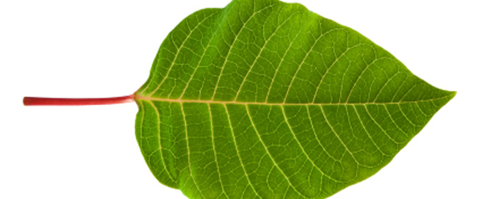 AAA Environmental Polcy
