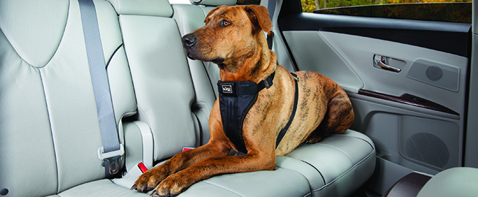 Pet Safety